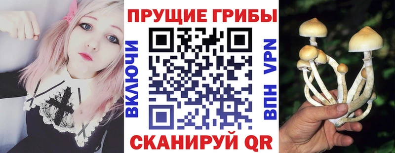 Купить где  Кропоткин  Псилоцибиновые грибы Psilocybine cubensis 
